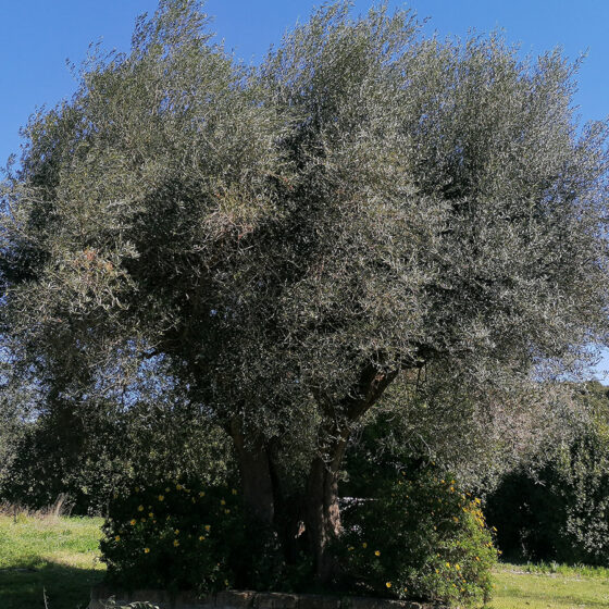 Potatura dell'Ulivo