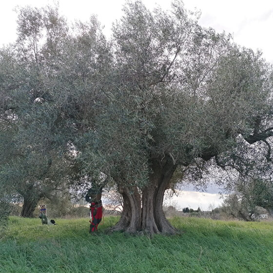 Potatura dell'Ulivo