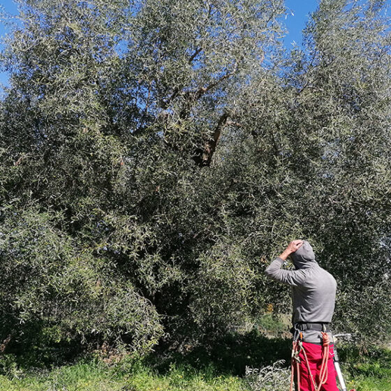 Potatura dell'Ulivo